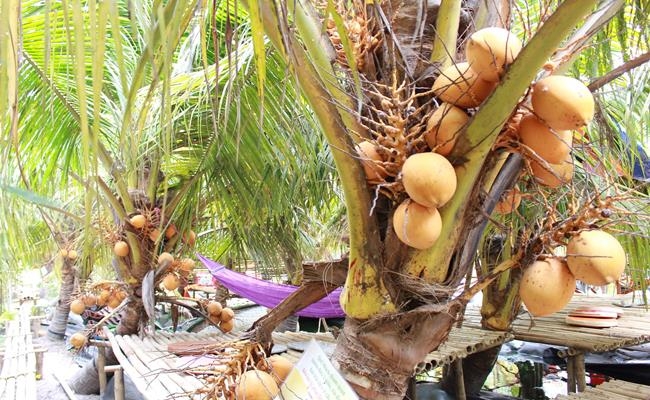 Weirdly giant fruits in Vietnam lesser known to local people Weirdly giant fruits in Vietnam lesser known to local people