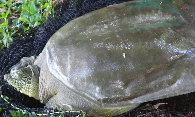 The rare Rafetus swinhoei, or Hoan Kiem (Sword Lake) turtle, spotted at Dong Mo Lake in Hanoi (Photo courtesy of the Asian Turtle Program)  