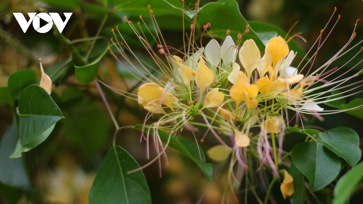 In photos: Rustic beauty of caper flowers on the Kien Giang riverbank