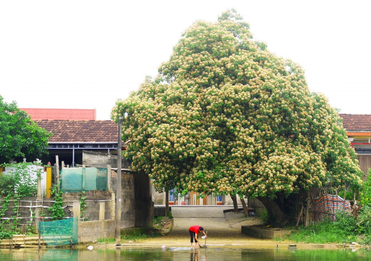 In photos: Rustic beauty of caper flowers on the Kien Giang riverbank