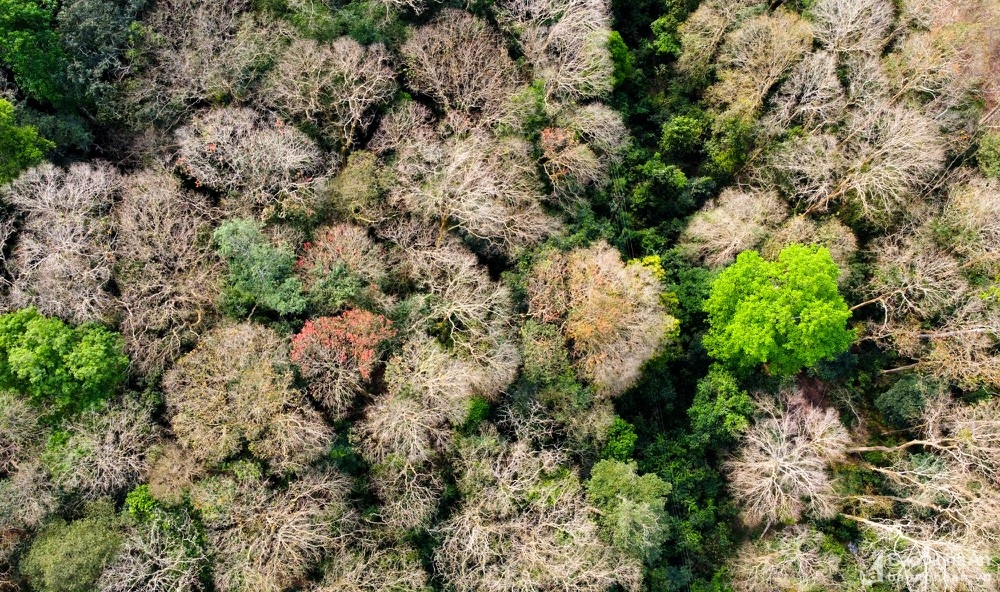 In photos: Spectacular Lagerstroemia tomentosa forest in the central Vietnam from bird-eye view