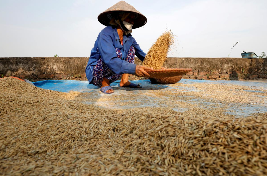 Vietnam rice export price hit 9 years peak, Thailand rates dip