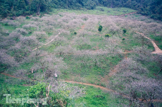 plum blossoms turns moc chau into a white paradise