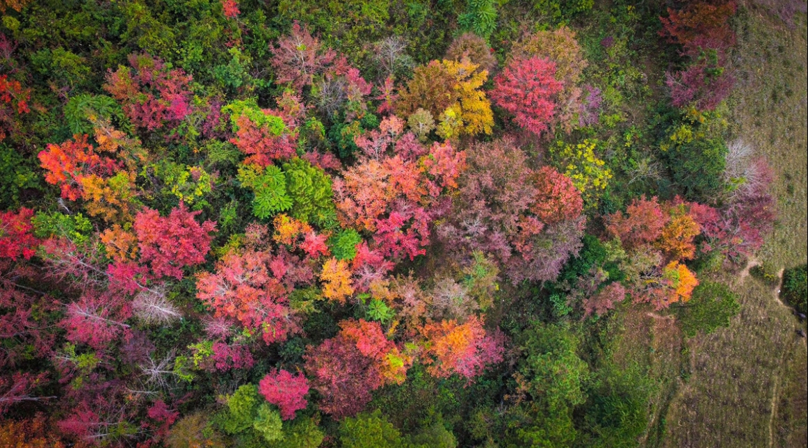 cao bang maple forest dyed auburn in cold weather