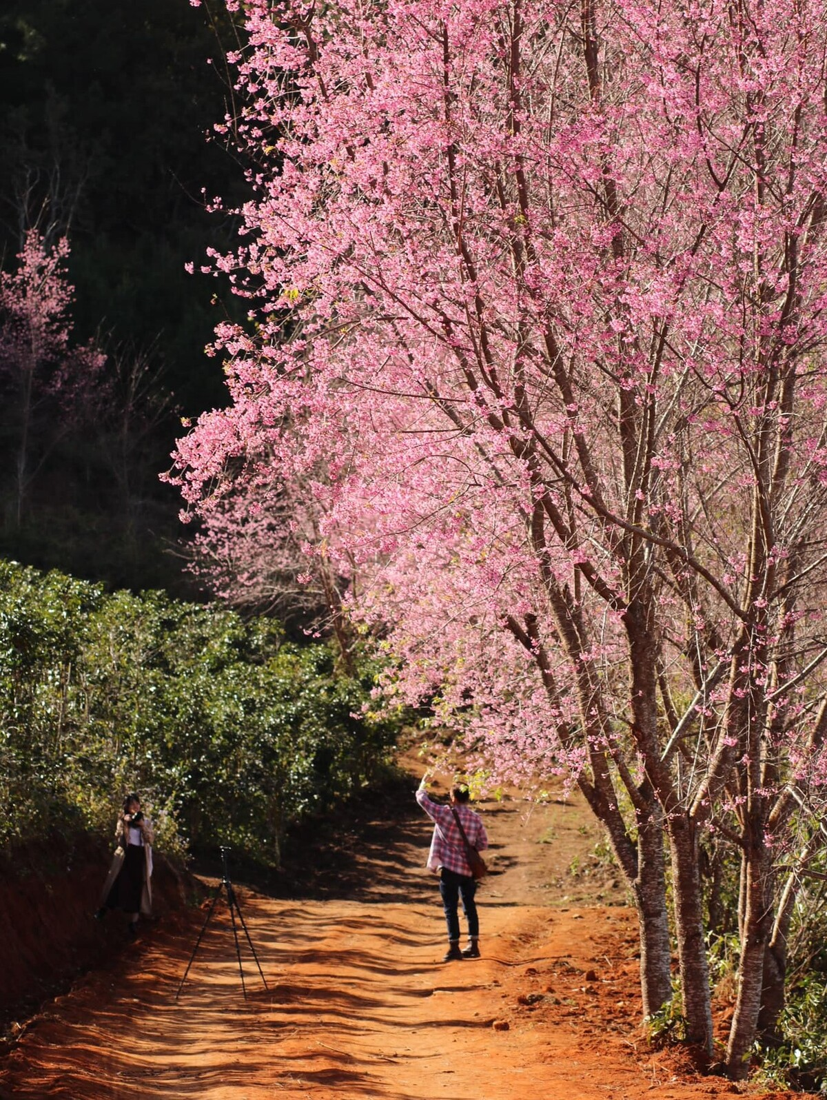5 stunning routes to admire Da Lat's cherry blosoom
