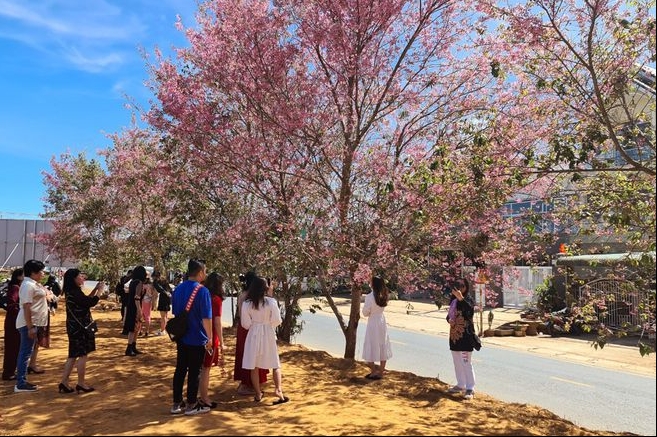 vibrant da lat in pink hue of cherry blossom as tet coming close