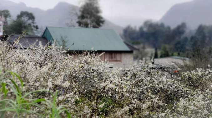 White plum flowers bloom in Bac Ha valley