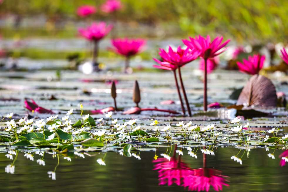 tram chim dong thap in the season of birds and flowers