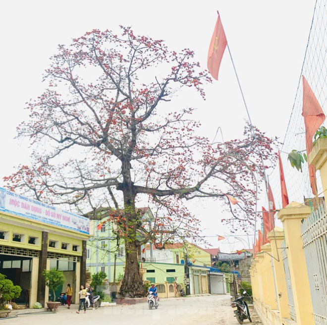 150 year old silk cotton tree in nghe an recognized as vietnam heritage tree