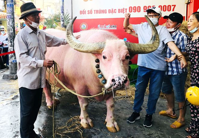 Watch video: Vietnamese pink buffalo got expats' attention