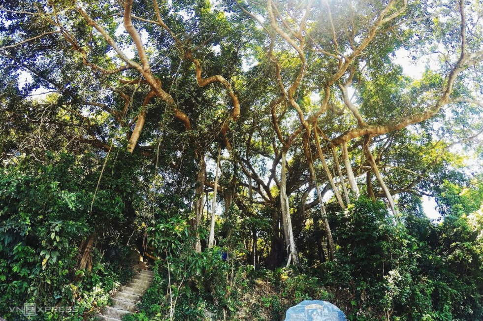 5 giant trees attract tourists across Vietnam