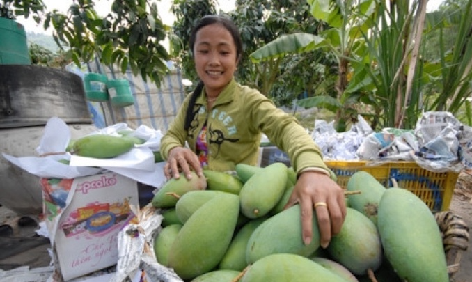 Vietnam mango exporters face stress as China licenses Cambodian mango imports