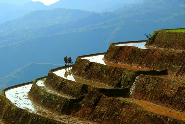 mu cang chai terraced fields in irrigation season not to miss tourism destinations