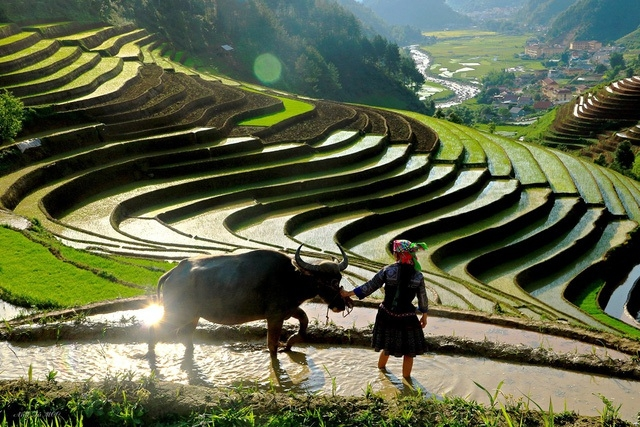 mu cang chai terraced fields in irrigation season not to miss tourism destinations