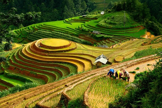 mu cang chai terraced fields in irrigation season not to miss tourism destinations
