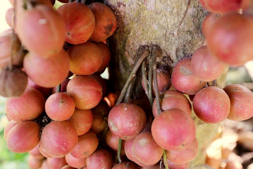 Enjoying Sweet Fruits from the 