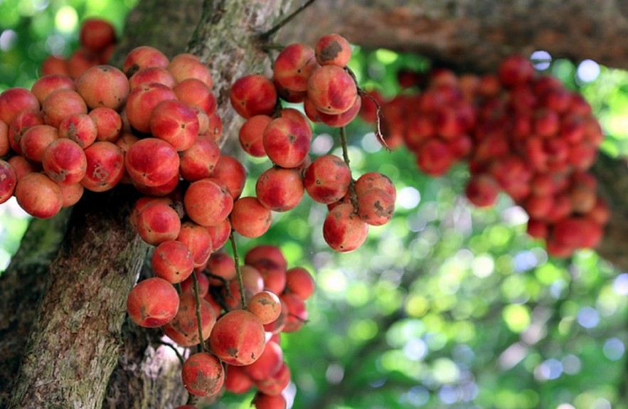 Enjoying Sweet Fruits from the 