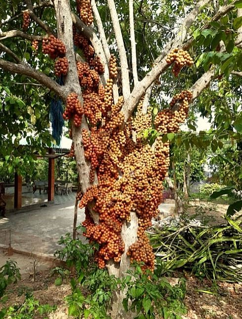 Enjoying Sweet Fruits from the 