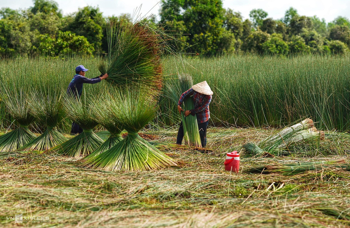 Grass harvest seasons in the West side of Vietnam 4459 11