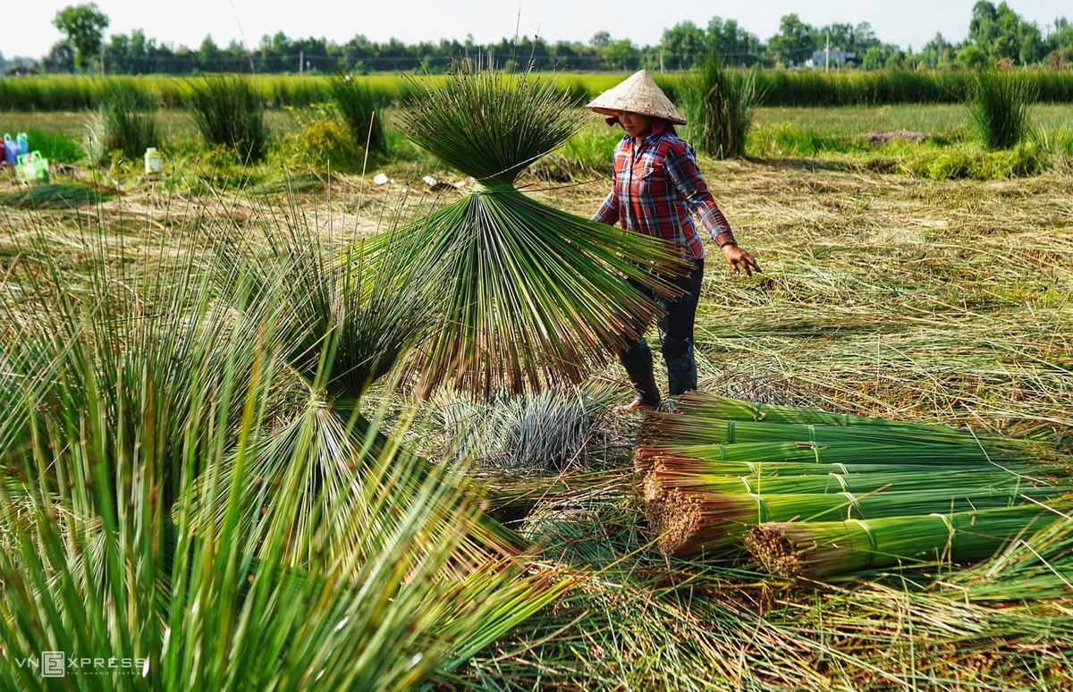 Grass harvest seasons in the West side of Vietnam 4504 10