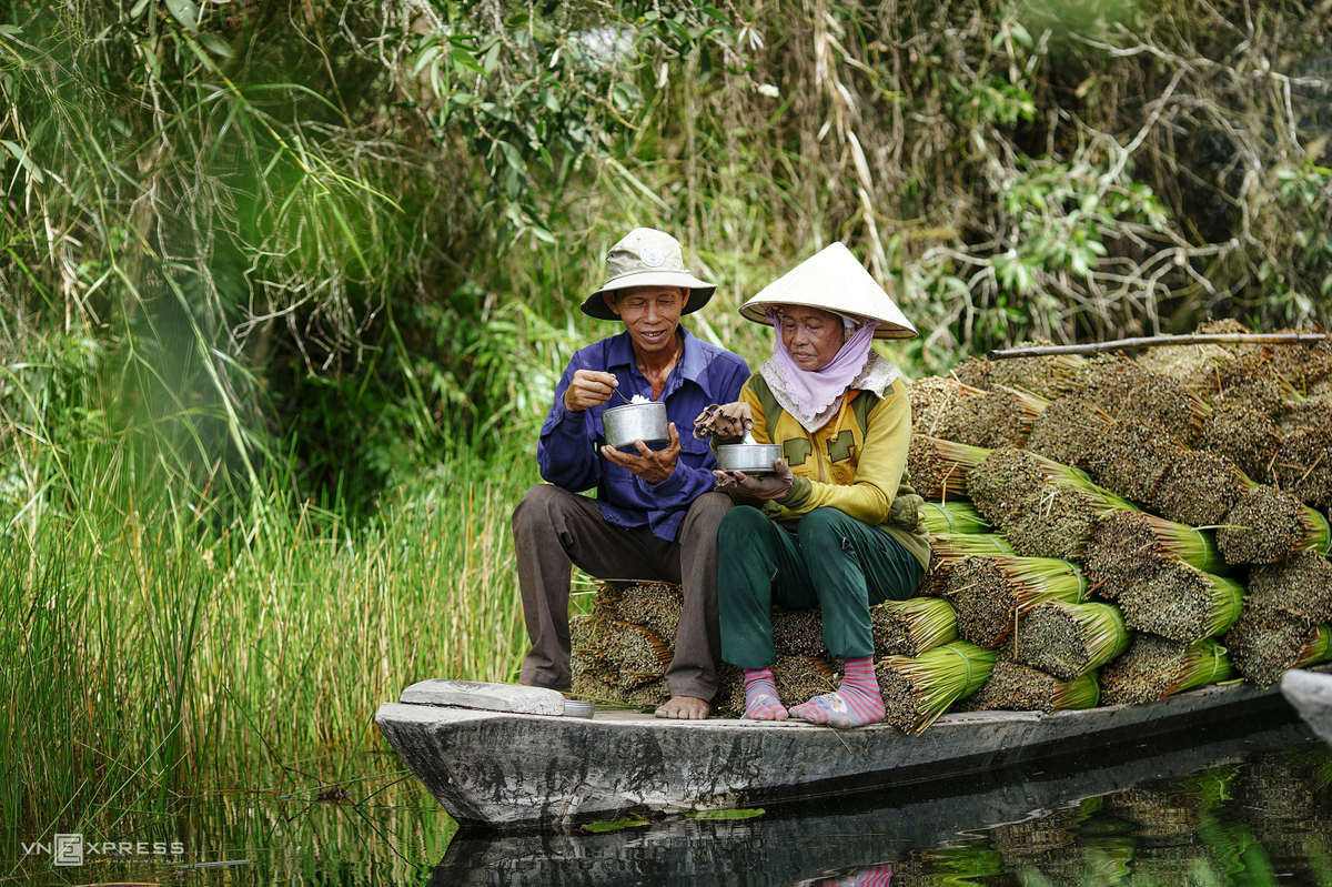 Grass harvest seasons in the West side of Vietnam 4518 8
