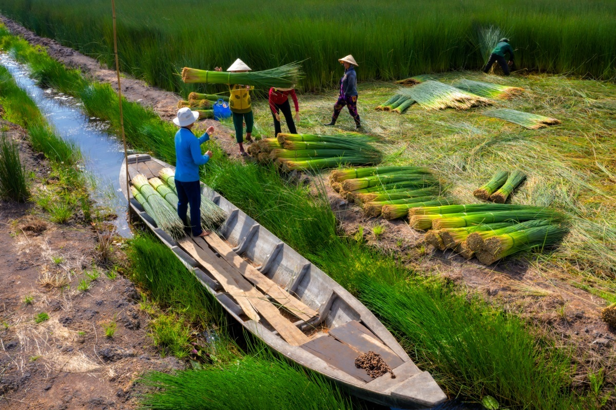 Grass harvest seasons in the West side of Vietnam 4523 7