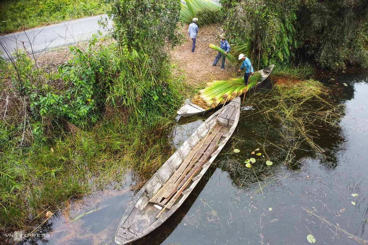 Grass harvest seasons in the West side of Vietnam 4528 5