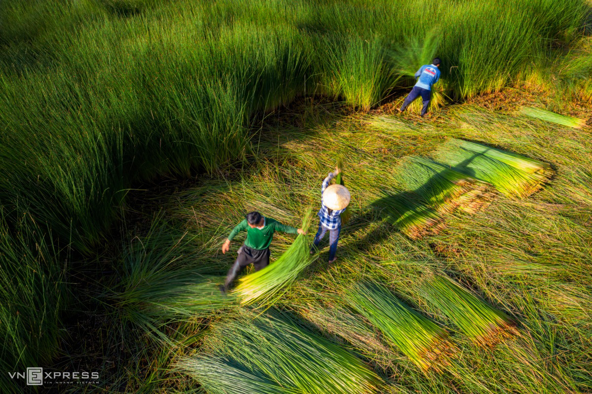 Grass harvest seasons in the West side of Vietnam 4534 3