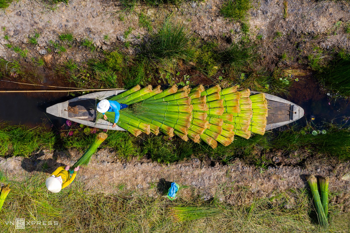 Grass harvest seasons in the West side of Vietnam 4537 2