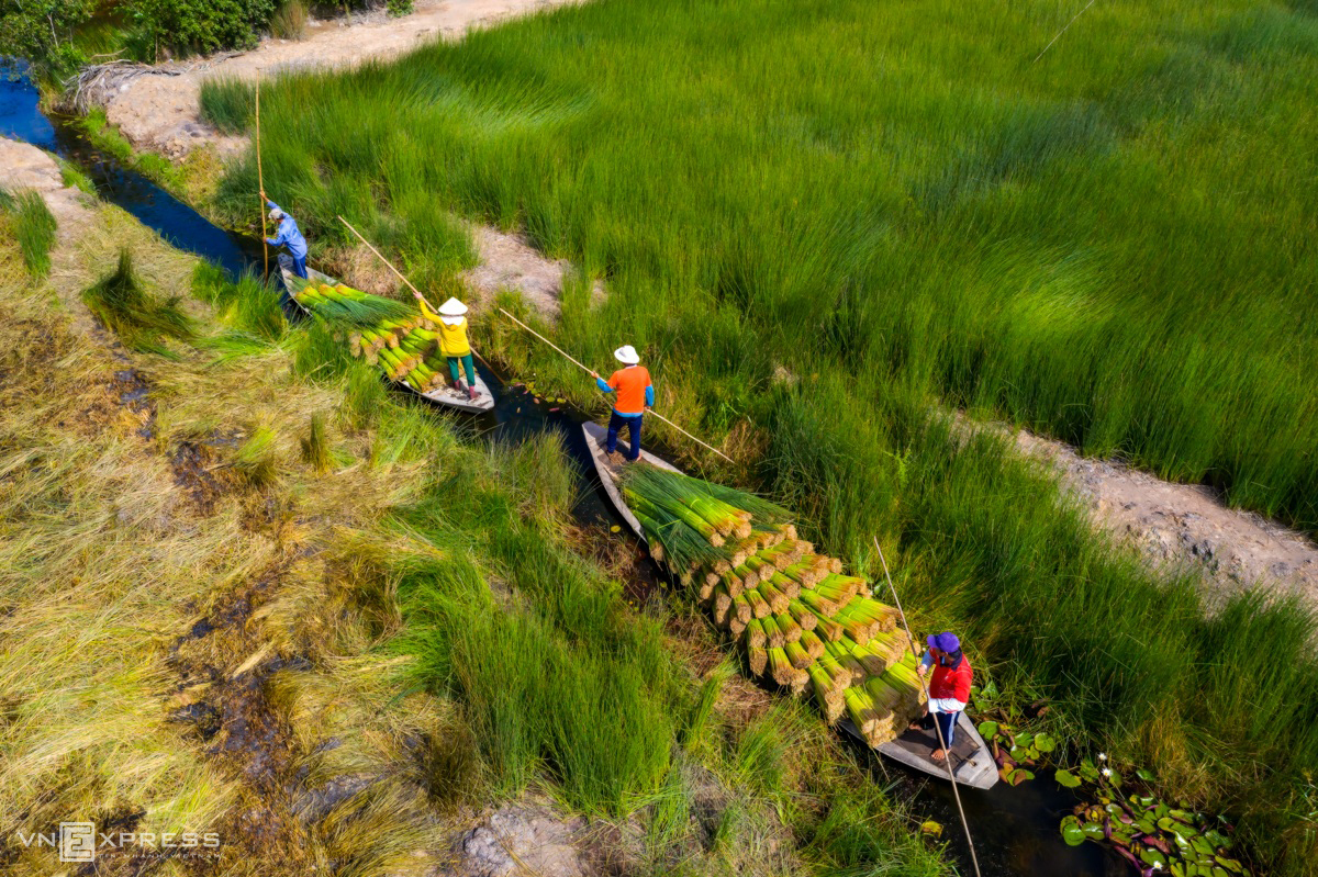 Grass harvest seasons in the West side of Vietnam 4540 1