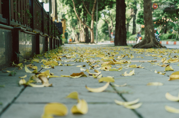 hanoi golden leaf road one of the capitals most famous autumn specialties