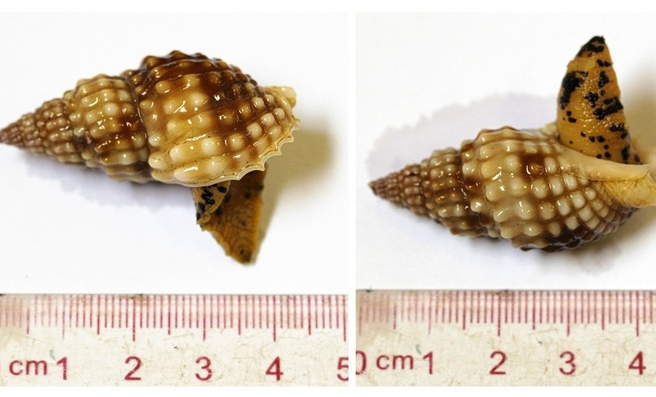 deadly sea snails kill 1 injure 2 found in vietnams top tourist destination