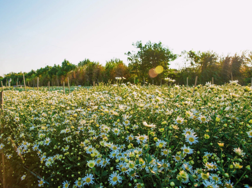 daisy season brightens up hanoi capital