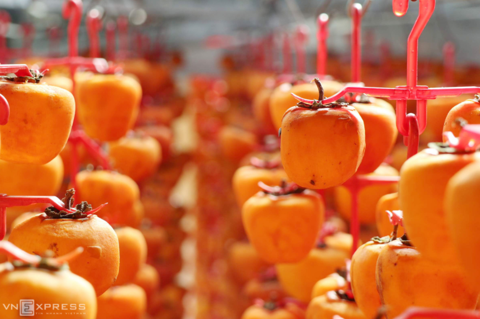 the profession of producing wind hanging persimmons in da lat