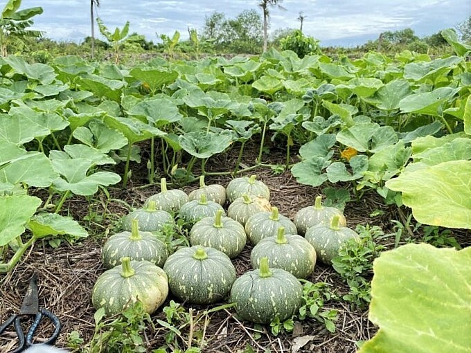 Tourists Join Farming in 4 Gardens Near HCMC