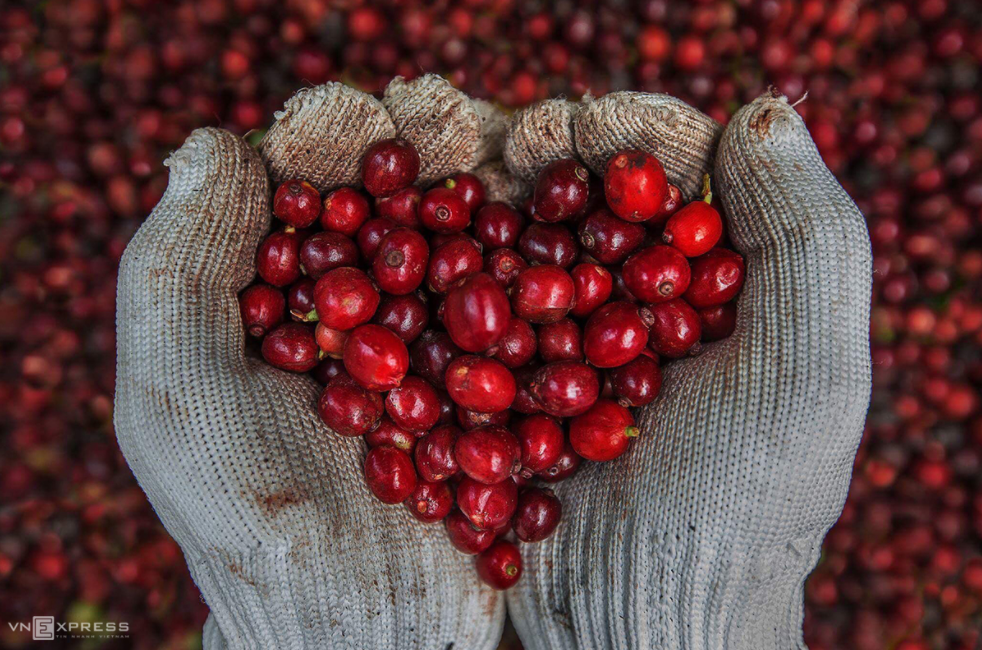 Coffee harvesting season of Kon Tum - Vietnam central highlands