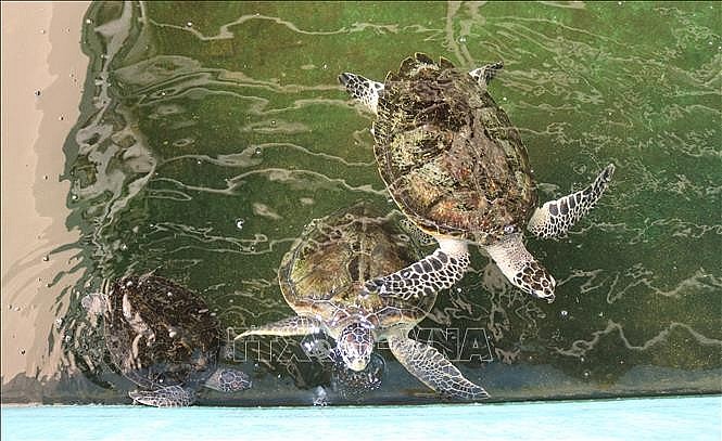 Ninh Thuan province is currently implementing synchronous solutions for scientific research, environmental protection and eco-tourism development at Nui Chua Biosphere Reserve. Photo: Nguyen Thanh/VNA
