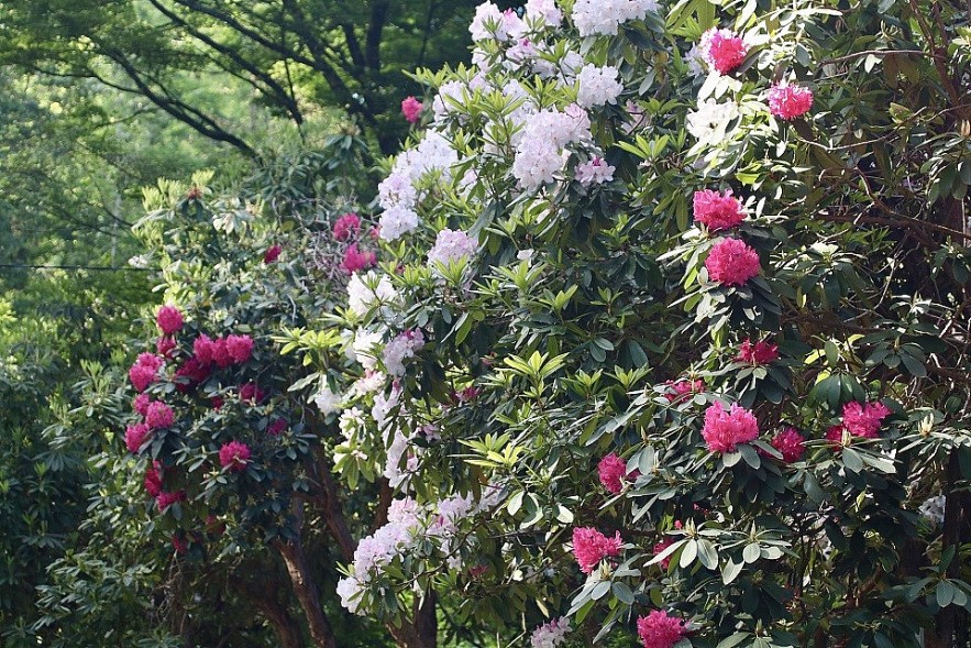 6,000 m2 Garden of a Vietnamese Mother in Australia