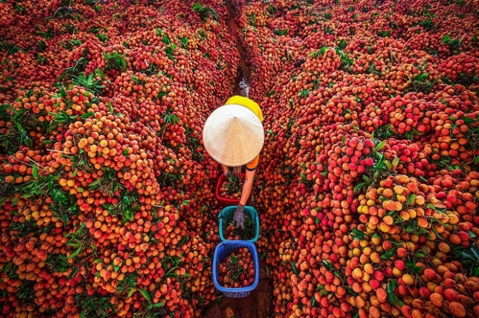 bac giang to boost domestic lychee consumption due to export difficulties
