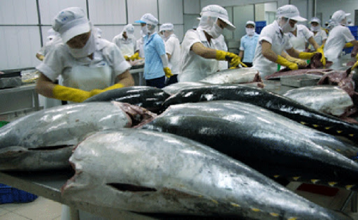 tuna exports face difficulty in recovering after covid pandemic