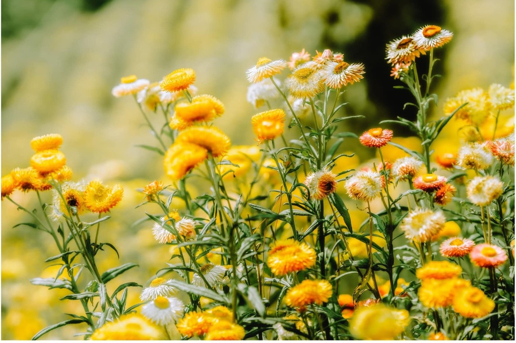 Strawflowers (Helichrysum bracteatum syn. Xerochrysum bracteatum) are members of the daisy family and growing conditions are similar. They are well-suited for the sunniest spot in your garden. Strawflowers are heat tolerant and they grow in nearly any well-drained soil. (Photo: Kei) 0254-154583198-3817461351647058-2181731089736252704-o-1-1