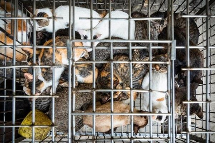 Four Paws: Journey to stop dogs and cats meat trade in Vietnam