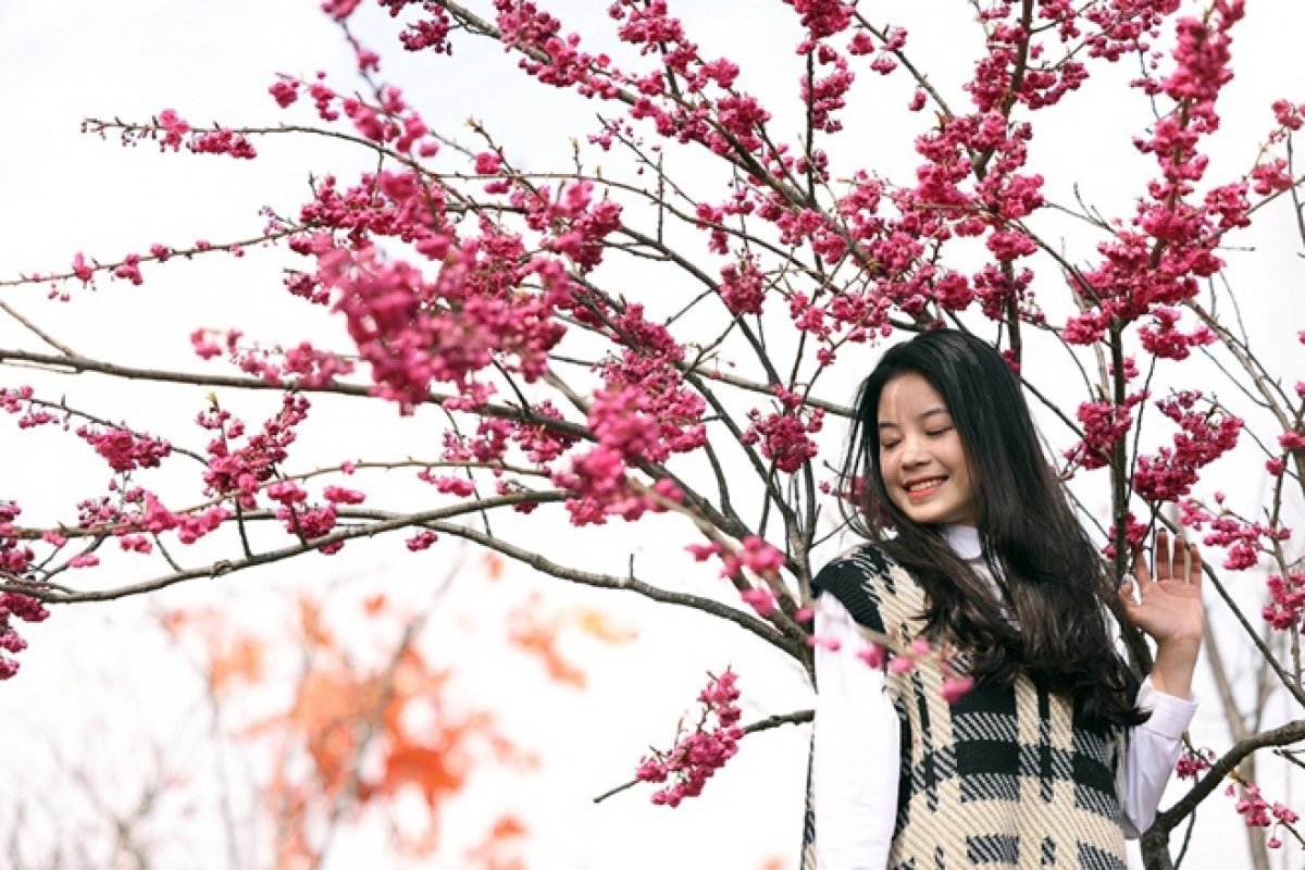 The dreamy beauty of Japanese cherry blossoms blooming in Sapa