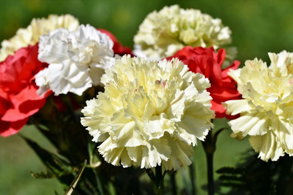 Photo: Dear Plants 