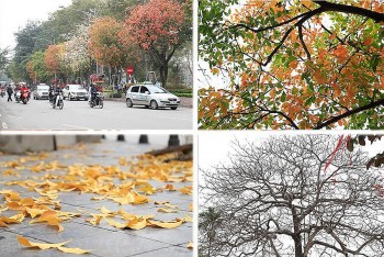 Golden Indian-Almond Leaves Carpet the Streets of Hanoi
