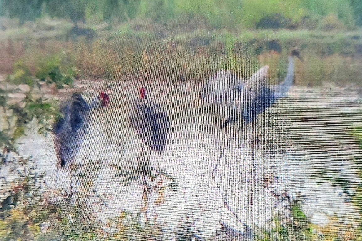 Endangered red-crowned cranes spotted to reappear in Mekong Dalta