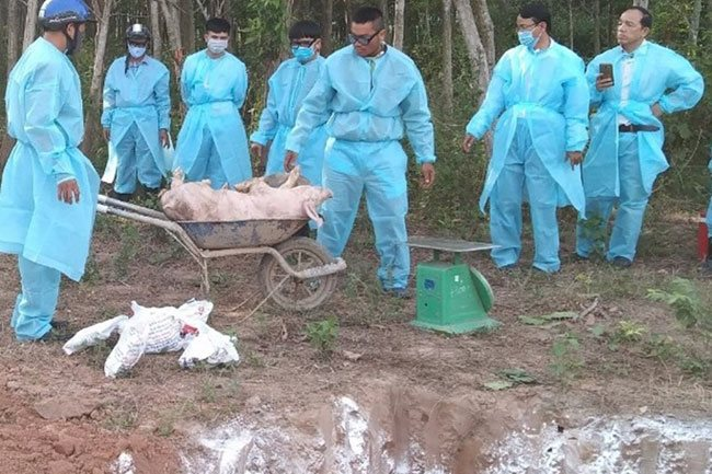 Competent forces cull pigs infected with African swine fever in Quang Tri Province – PHOTO: LDO