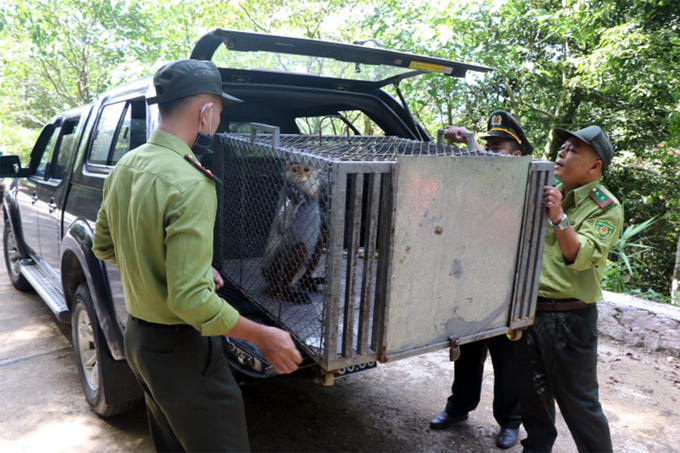 Forest rangers take a red-shanked douc to Bach Ma National Park by car, May 5, 2021. Photo by VnExpress/Cong Bang.