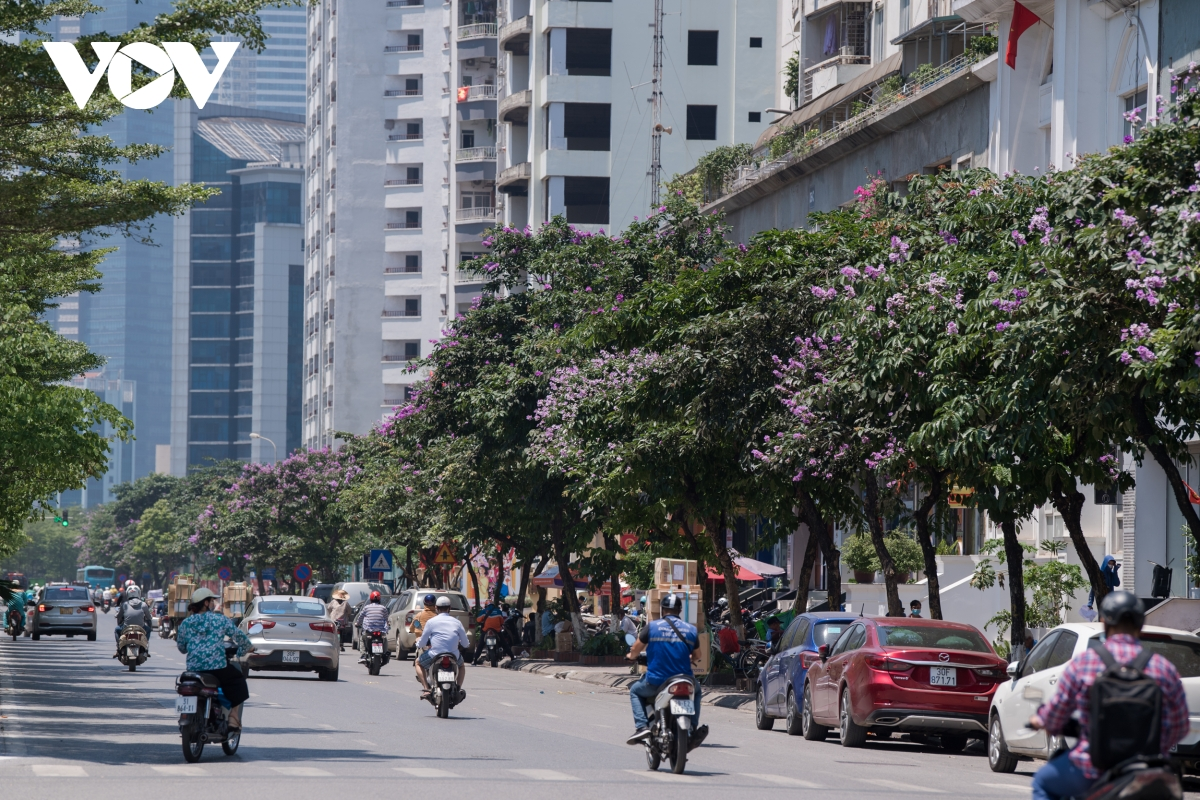 In May, when the sound of cicadas signals the advent of summer, giant purple crape-myrtle flowers (known as bang lang) bloom in many streets of Hanoi. (Photo: VOV) 