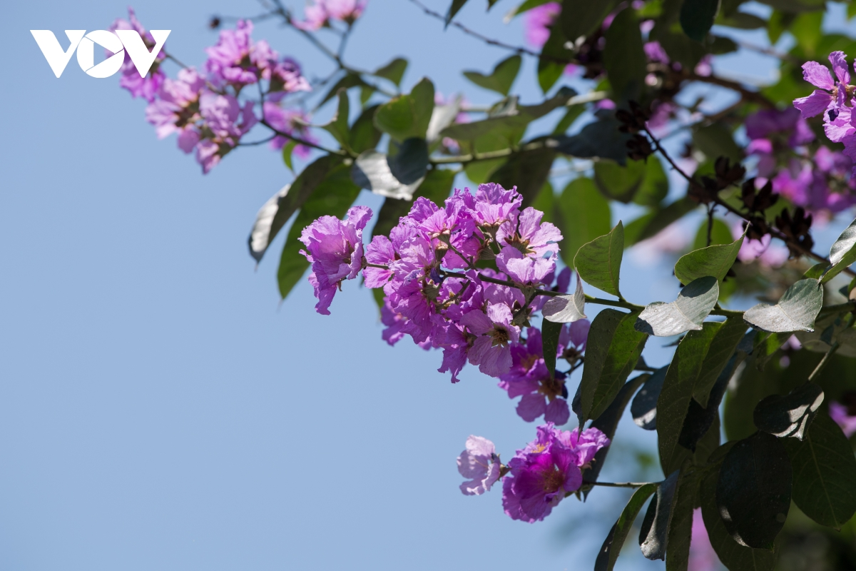 The crape-myrtle flowers were originated in Asia, but have appeared in many countries in Southeast Asia, including big cities in Vietnam.  (Photo: VOV) 